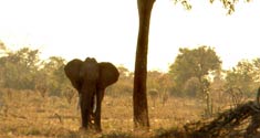 Safari