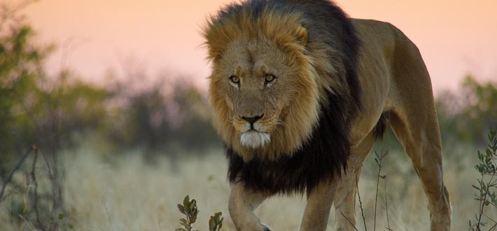 Volontärresor till Botswana