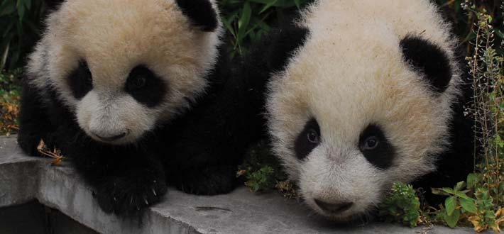 China Pandas Babies