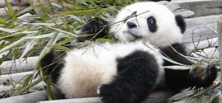 China Pandas Baby