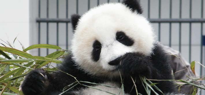 China Pandas Baby Eating