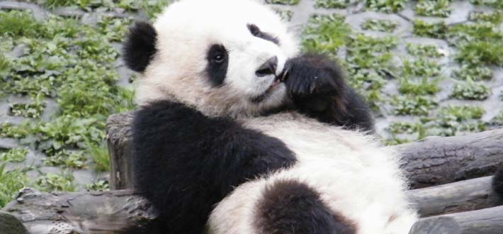 China Pandas Baby Eating 3