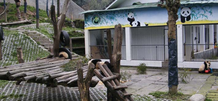 China Pandas Play Area