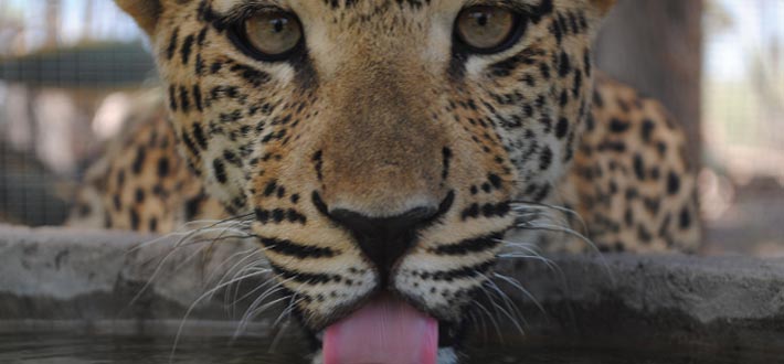 Namibia Noahs 4