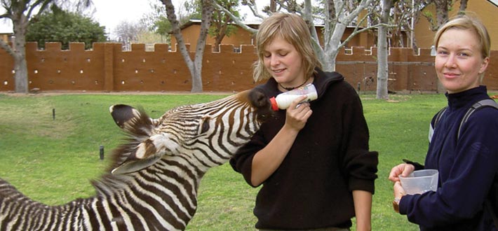 Namibia Noahs Zebra