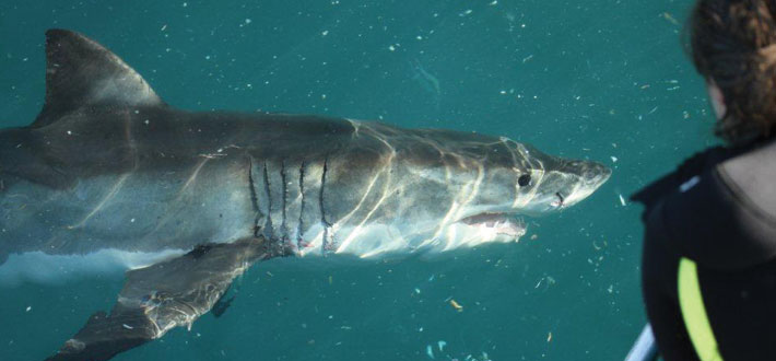 Sawv Great Whites 1