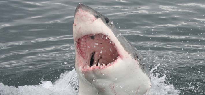 Sawv Great Whites 10
