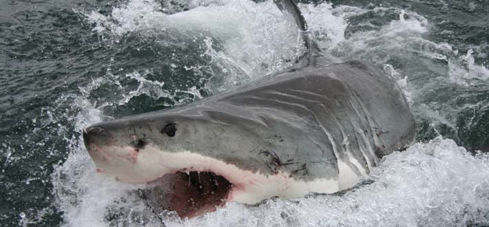 Sawv Great Whites 11