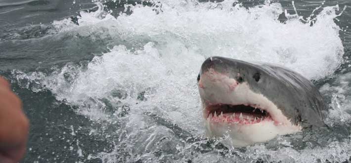 Sawv Great Whites 9