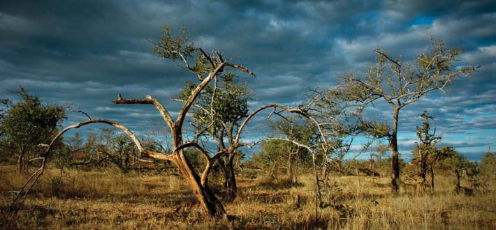 Zambia Landscape