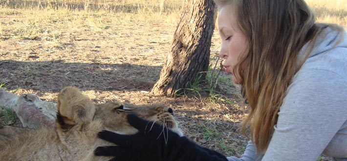 Zambia Lion Kiss
