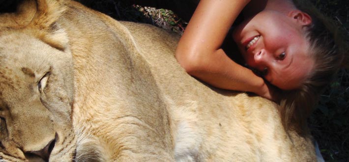 Zambia Lying On Lion