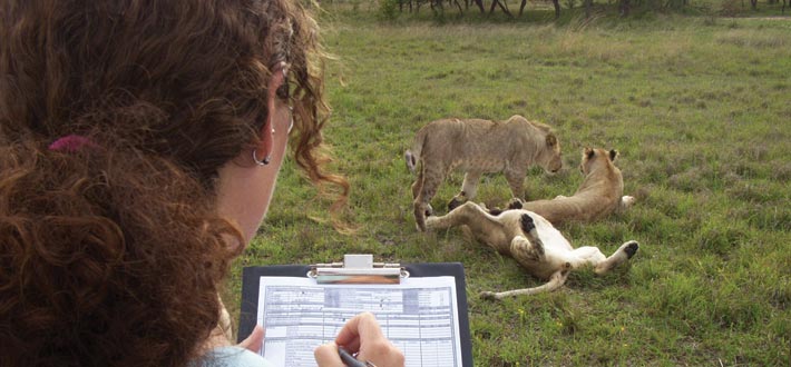 Zimbabwe Lion Monitoring
