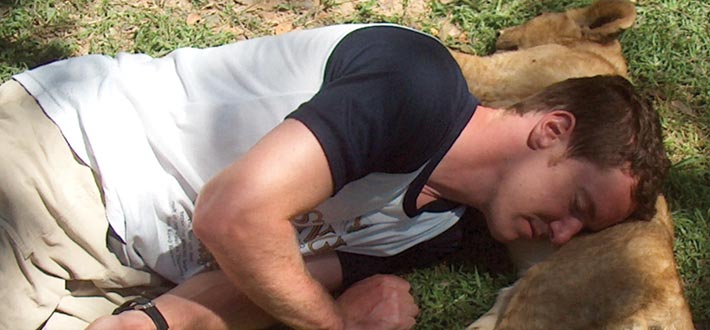 Zimbabwe Lion Sleep