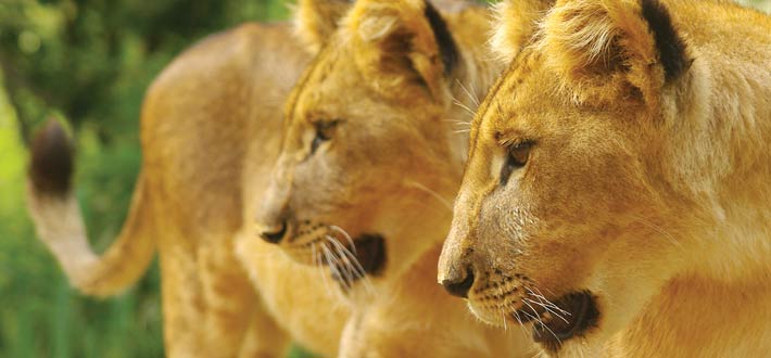 Zimbabwe Vf 2 Lions