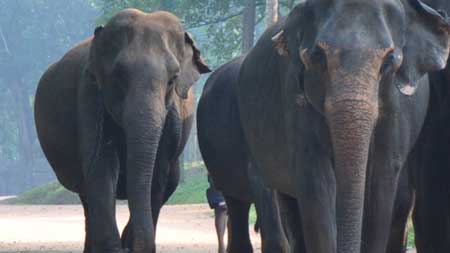 Sri Lanka Elephant Week