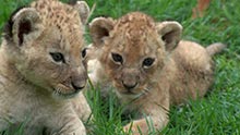 Lions And Elephants