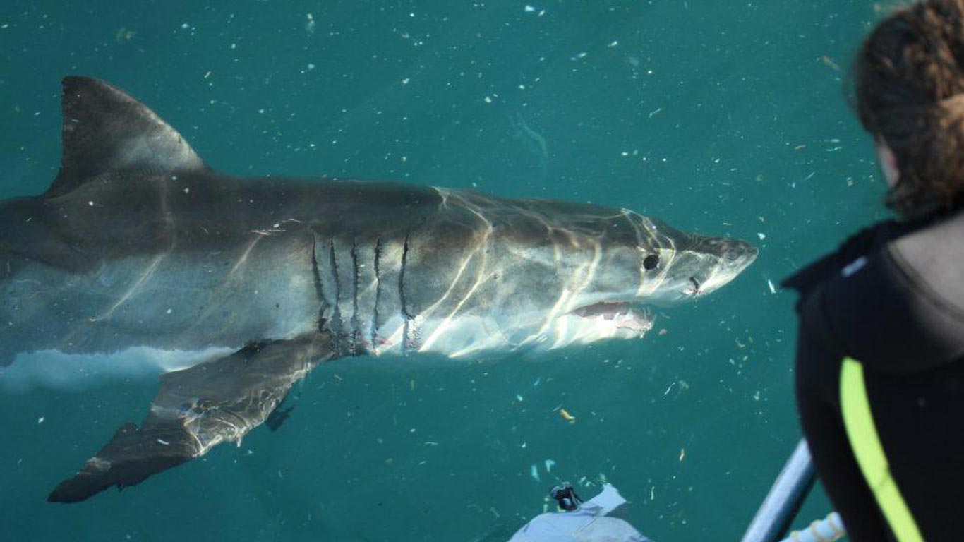 The Great White cover photo