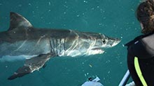 The Great White