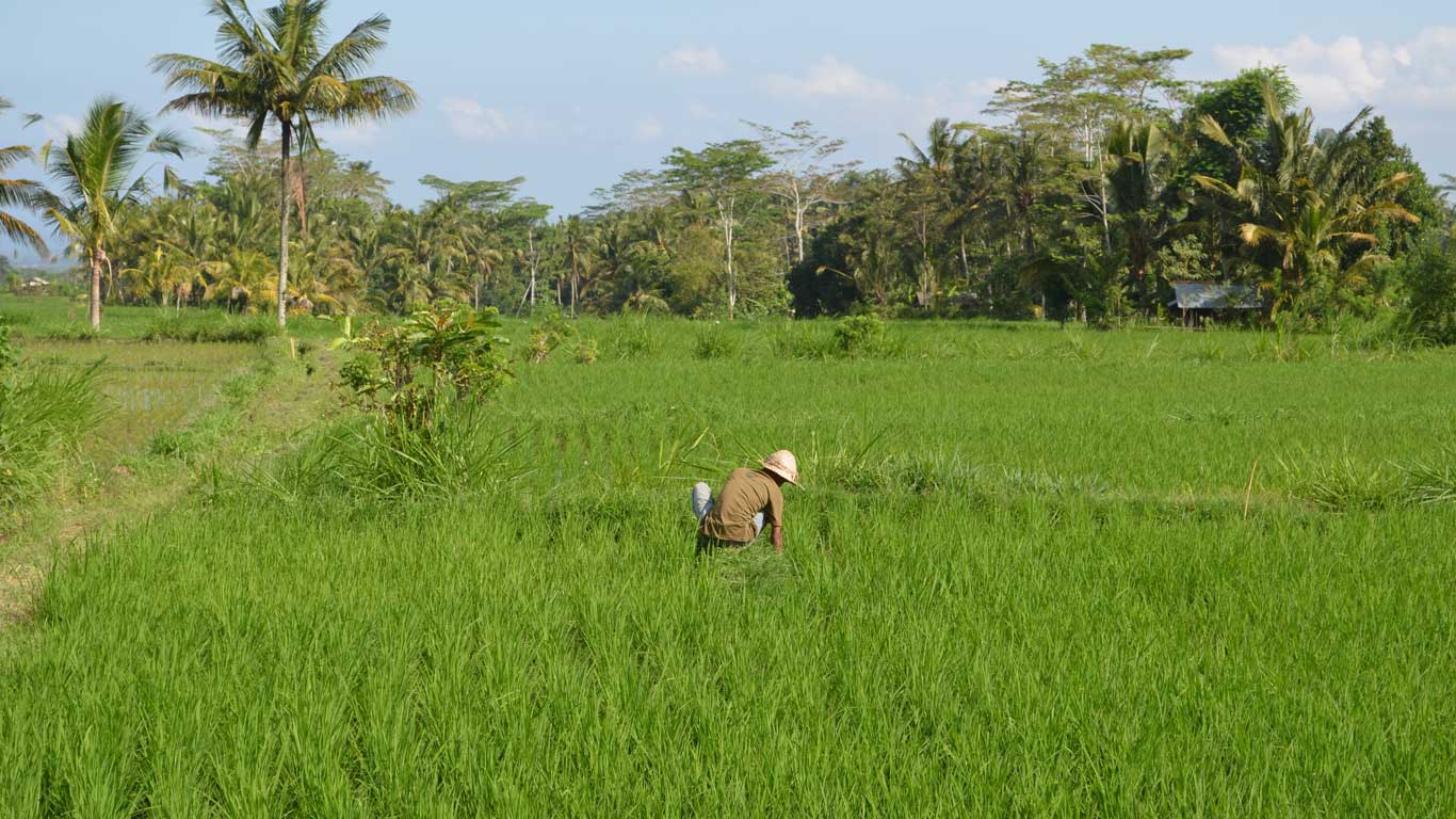 Volontär Bali cover photo