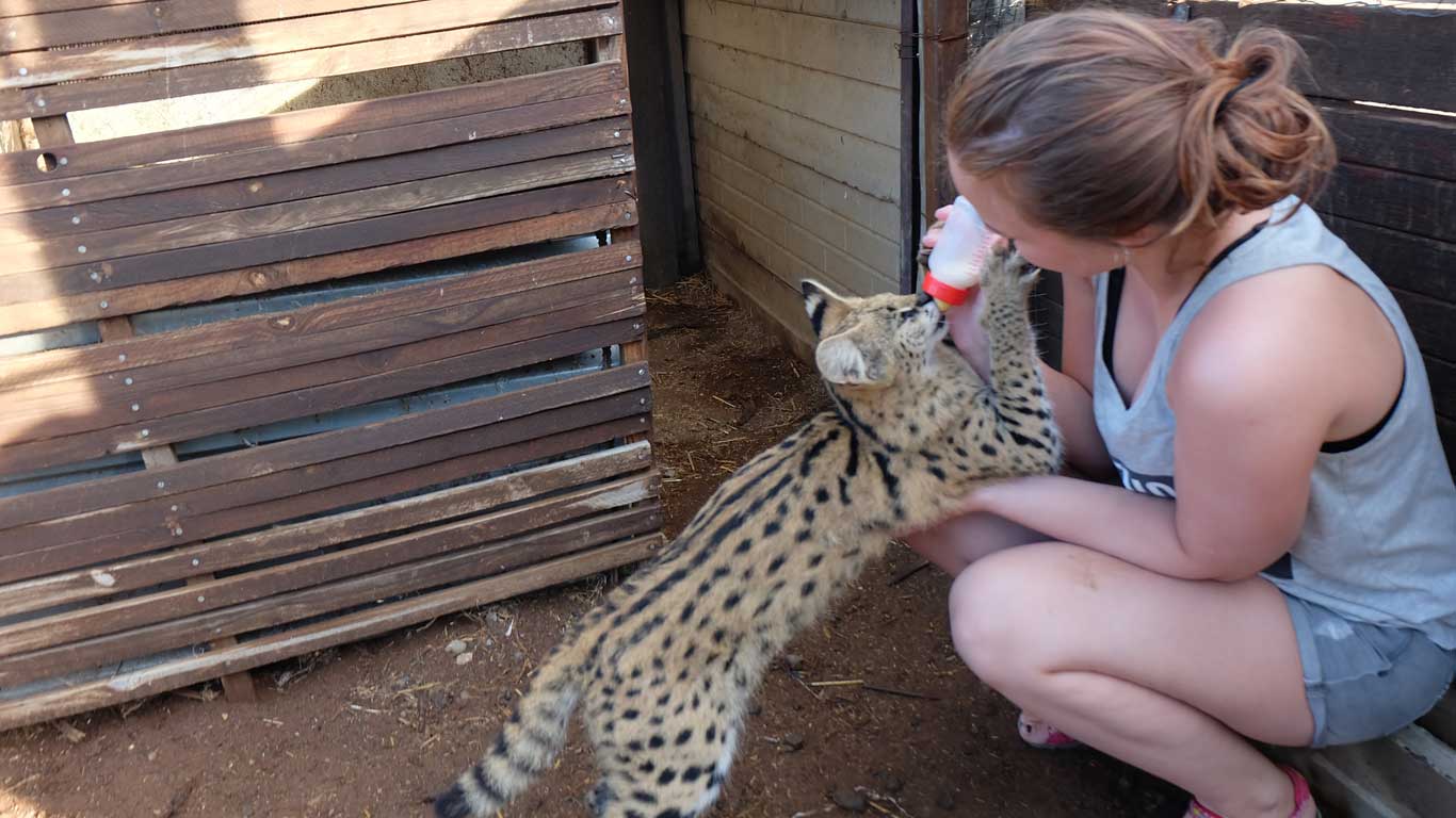 Wild Cat Sanctuary cover photo